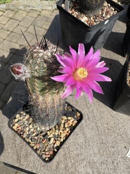 Echinocereus reichenbachii